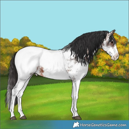 Horse Color:White Spotted Brown Near Fewspot
