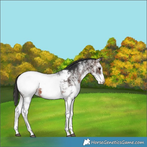 Horse Color:White Spotted Brown Appaloosa 
