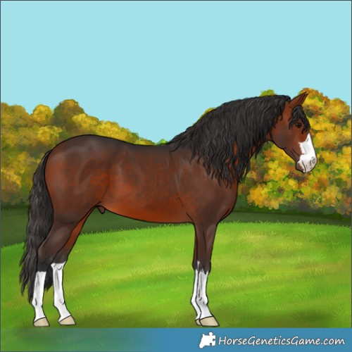 Horse Color:Bay 