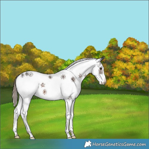 Horse Color:White Spotted Liver Chestnut 