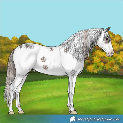 Horse Color:White Spotted Liver Chestnut 