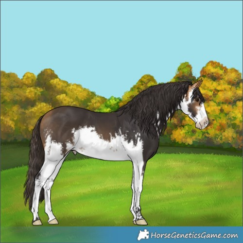 Horse Color:White Spotted Buckskin 