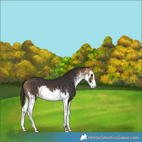 Horse Color:White Spotted Buckskin 