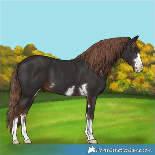 Horse Color:Liver Chestnut 