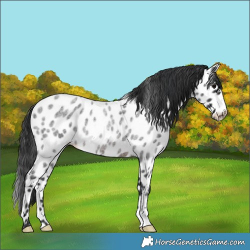 Horse Color:Brown Roan Near Leopard Rabicano 