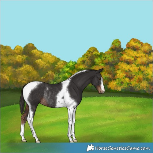 Horse Color:Liver Chestnut Tobiano Rabicano 