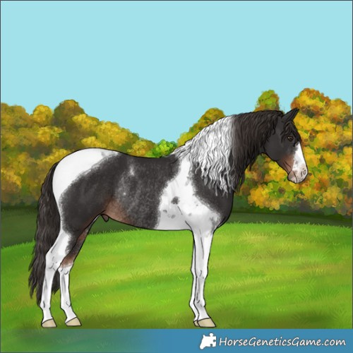 Horse Color:Liver Chestnut Tobiano Rabicano