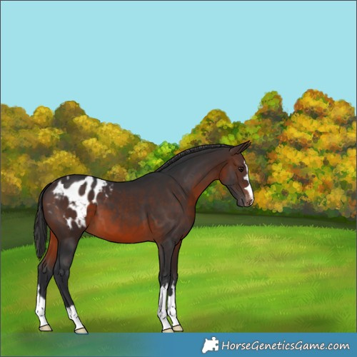 Horse Color:Brown Appaloosa 