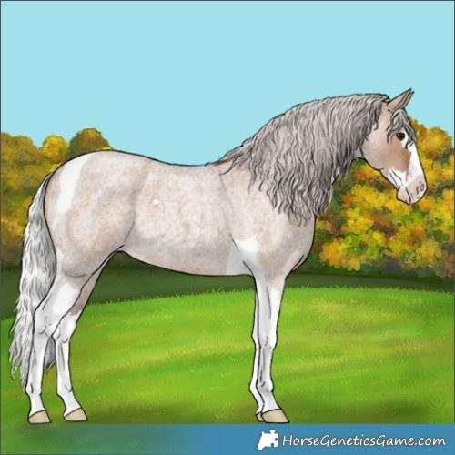 Horse Color:Silver Grullo Roan Splash Tobiano 