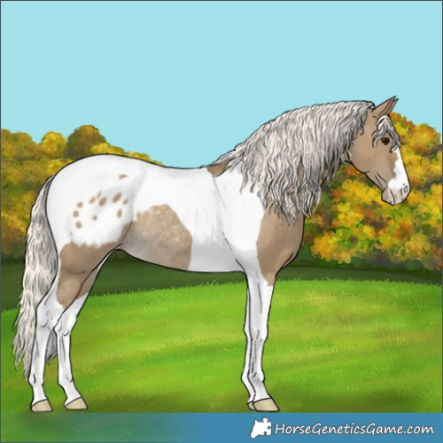 Horse Color:Silver Smoky Grullo Tobiano Blanket Rabicano 