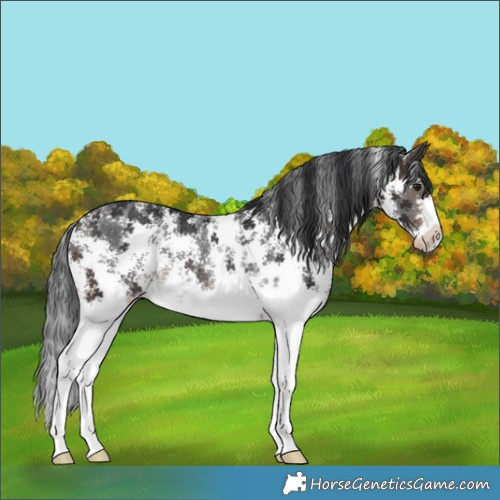 Horse Color:Brown Sabino Rabicano