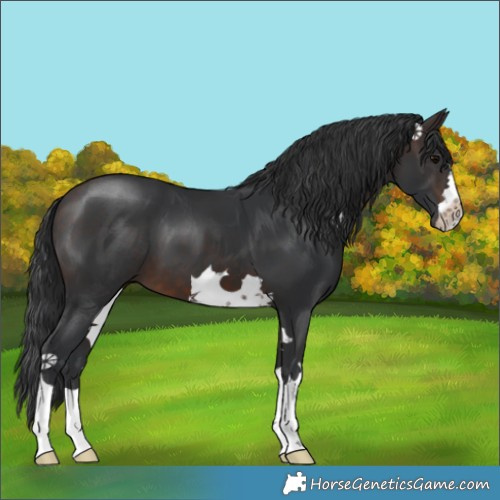 Horse Color:Brown 