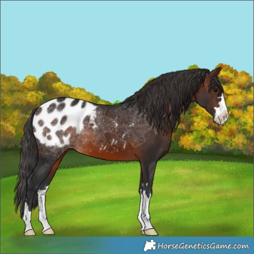 Horse Color:Brown Blanket