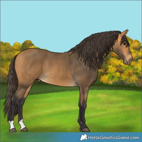 Horse Color:Buckskin 