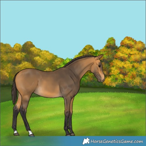 Horse Color:Buckskin 