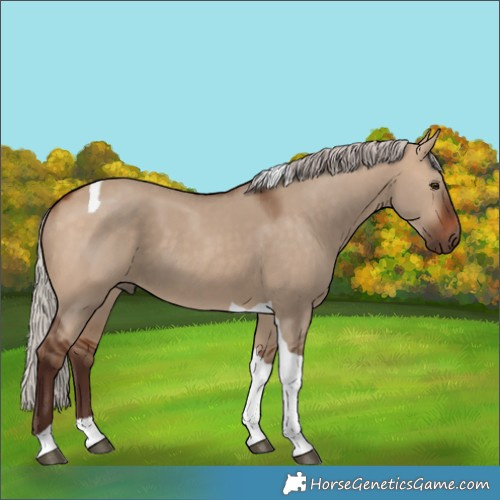 Horse Color:Silver Bay Dun Tobiano 