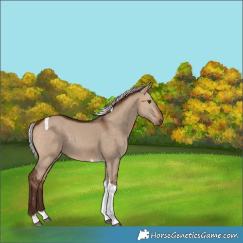 Horse Color:Silver Bay Dun Tobiano 