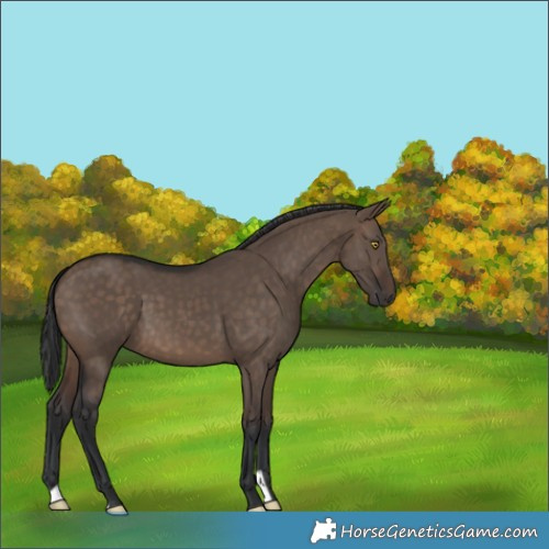 Horse Color:Brown Dun
