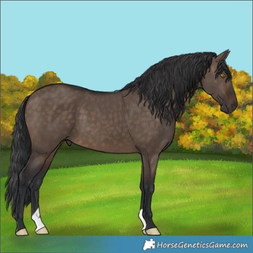 Horse Color:Brown Dun 