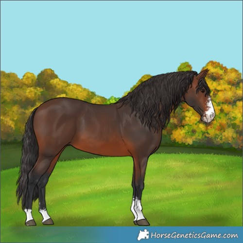 Horse Color:Brown Sabino 