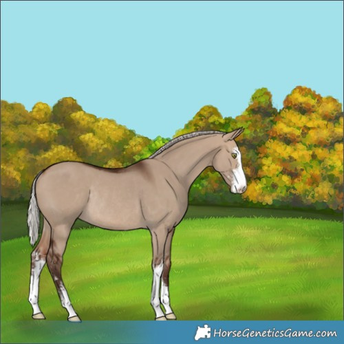 Horse Color:Silver Brown Dun Sabino Rabicano