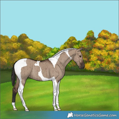 Horse Color:Liver Red Dun Tobiano Brindle