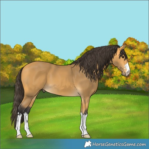 Horse Color:Buckskin 