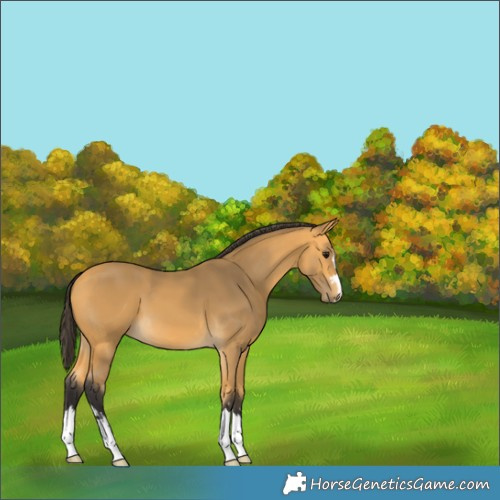 Horse Color:Buckskin