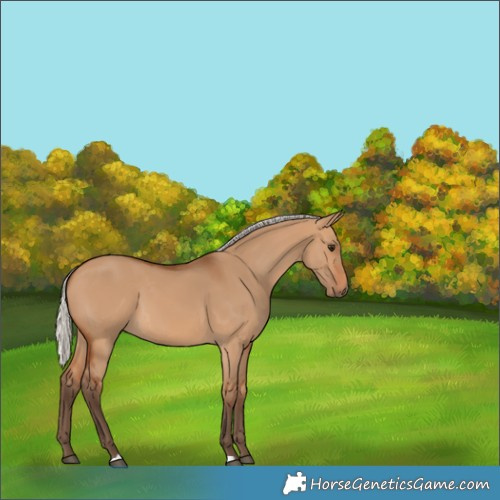 Horse Color:Silver Bay Dun