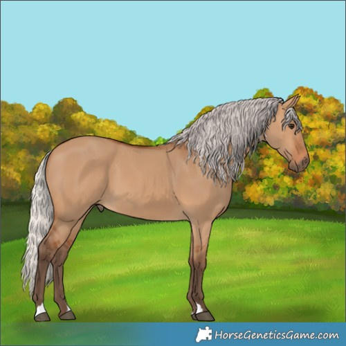 Horse Color:Silver Bay Dun 