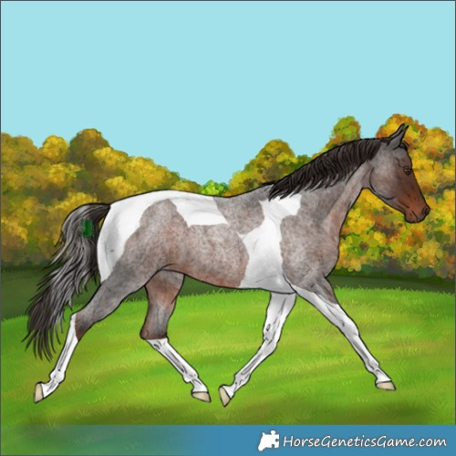 Horse Color:Liver Red Roan Tobiano