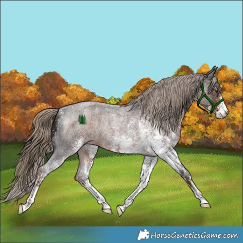 Horse Color:White Spotted Liver Red Roan Rabicano 