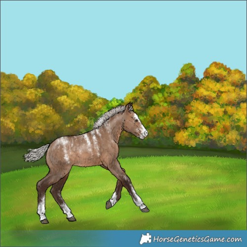 Horse Color:Unknown 
