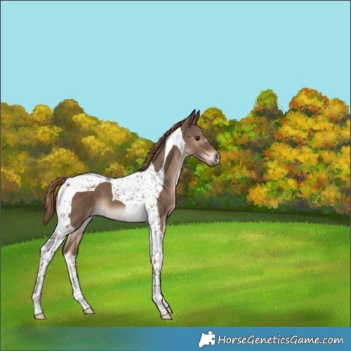 Horse Color:Liver Red Dun Tobiano 