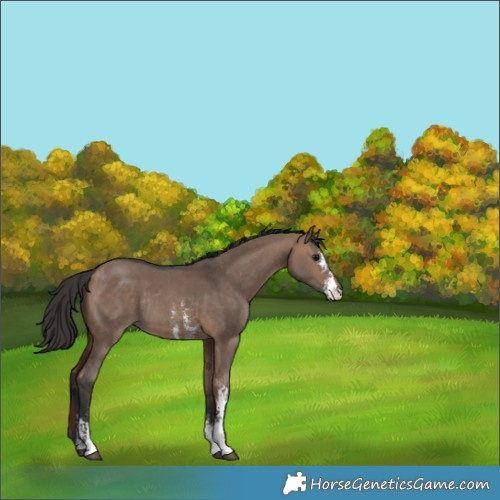 Horse Color:Unknown 