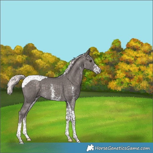 Horse Color:Unknown 