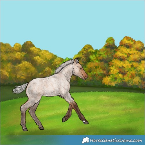 Horse Color:Unknown 