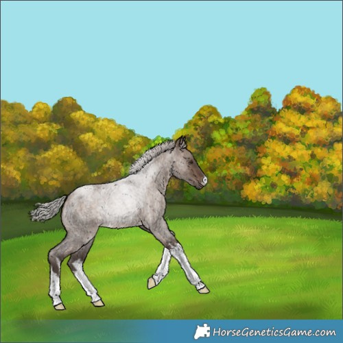 Horse Color:Unknown 