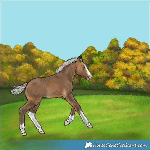 Horse Color:Unknown 