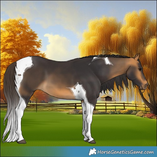 Horse Color:Buckskin Tobiano