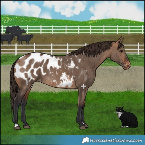 Horse Color:Bay Dun Blanket Brindle 