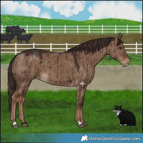 Horse Color:Liver Red Dun Varnish Brindle