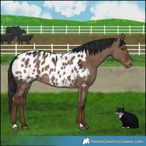 Horse Color:Liver Red Dun Blanket 