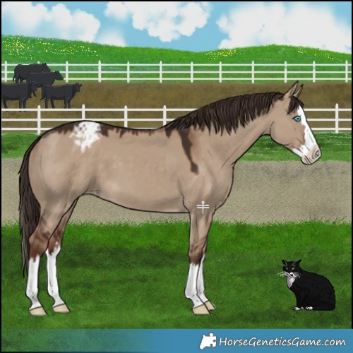 Horse Color:Liver Red Dun Splash Varnish 