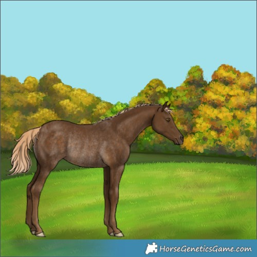 Horse Color:Unknown 