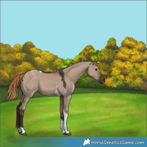 Horse Color:Unknown 