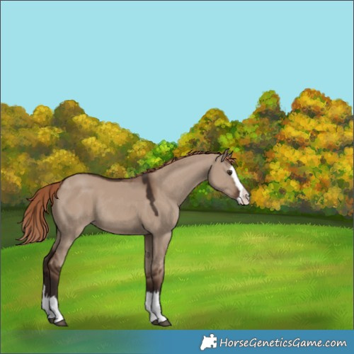 Horse Color:Unknown 