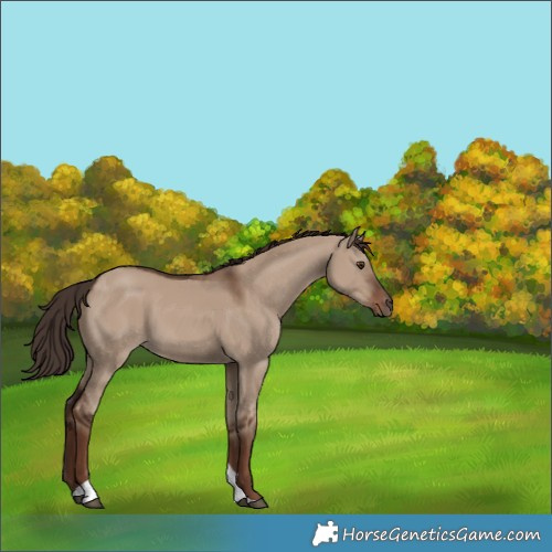 Horse Color:Unknown 