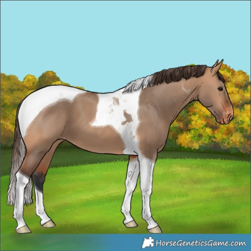 Horse Color:Bay Dun Tobiano Varnish