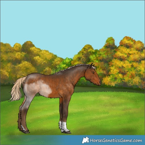 Horse Color:Unknown 